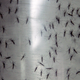 In this Sept. 25, 2014 photo, containers hold genetically modified aedes aegypti mosquitoes before being released in Panama City.